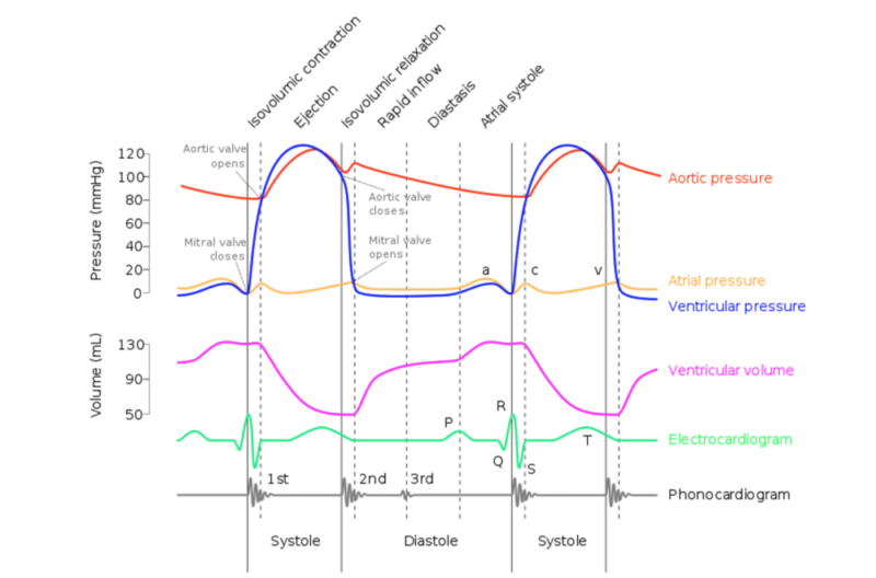 Wiggers diagram, showing the cardiac cycle events