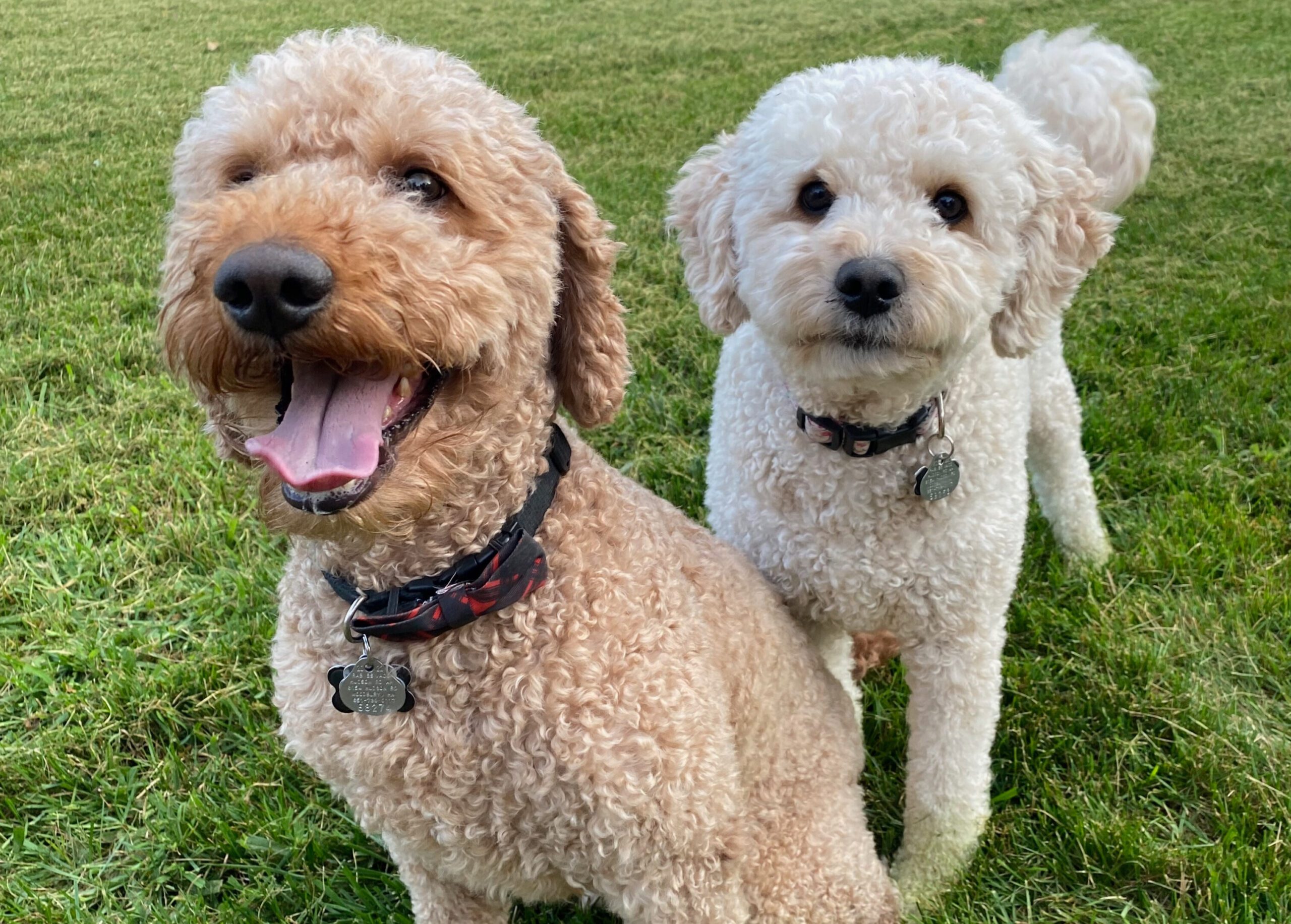 Megan Graham dogs