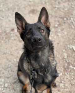Chelsea's Dog