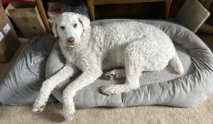 Beth Arnold Dog Yogi 3